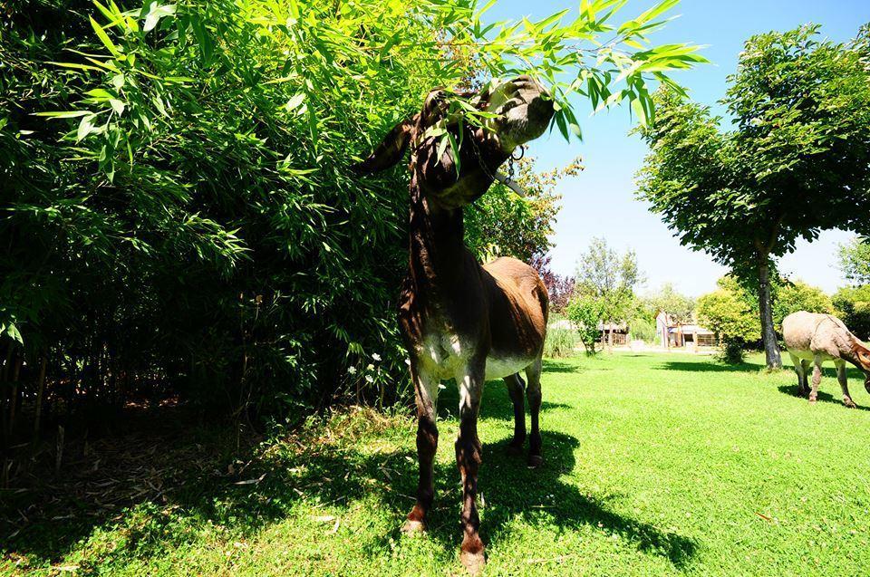 הוילה סולמונה Locanda Dell'Asino D'Oro מראה חיצוני תמונה