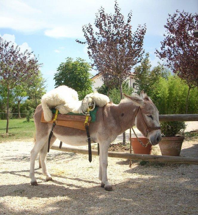 הוילה סולמונה Locanda Dell'Asino D'Oro מראה חיצוני תמונה